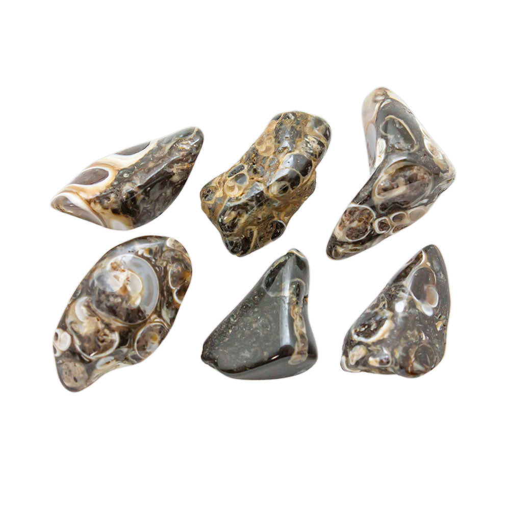 Turritella Agate Stud Earrings